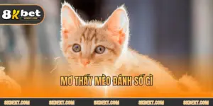 Mơ thấy mèo đánh số gì